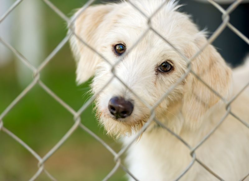 Dog Enclosure Repair