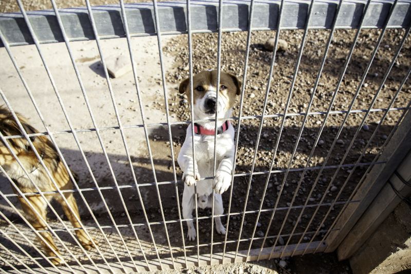 Dog Enclosure Repair