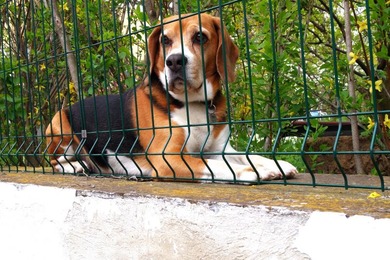 Dog Enclosure Repair